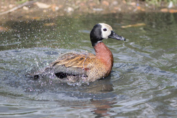 istock White-faced whistling duck (Dendrocygna viduata) washing 693462762