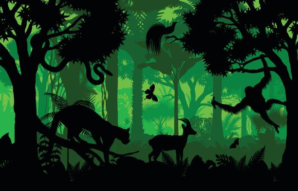 vektor-abend indonesischen regenwald dschungel hintergrund mit nebelparder, gazelle, python, paradies vogel und orang-utan - snake wildlife tropical rainforest reptile stock-grafiken, -clipart, -cartoons und -symbole