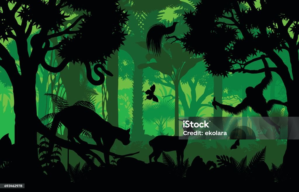 Vector noite tropical da floresta Indonésia fundo de selva com leopardo nebuloso, pessoa, python, pássaro do paraíso e orangotango - Vetor de Floresta pluvial royalty-free