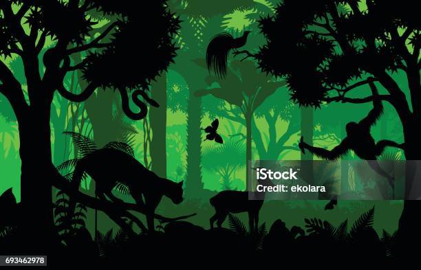 Vector Evening Indonesian Tropical Rainforest Jungle Background With Clouded Leopard Gazelle Python Paradise Bird And Orangutan Stock Illustration - Download Image Now