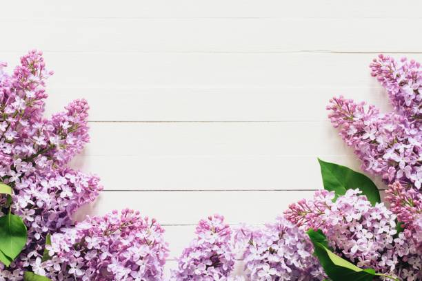 istock Lilacs flowers frame on white background 693463958