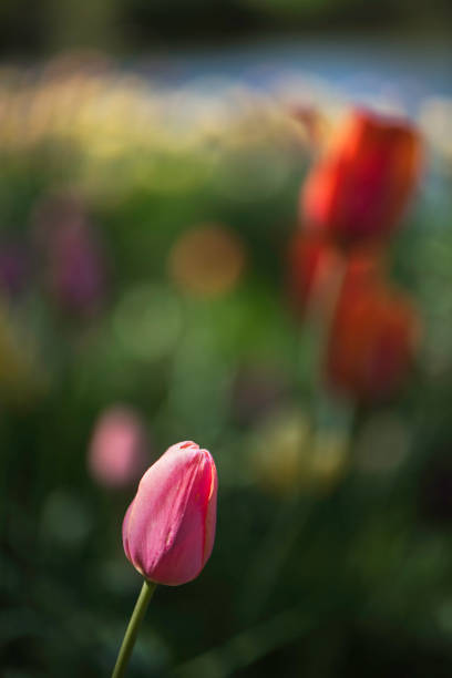 istock Tulip festival in Ottawa 693464198