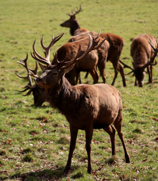 istock Deer of Ashton Court 693464630