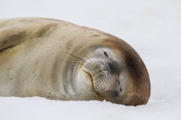 istock Crabeater Seal rests on an ice shelf in Antarctica 693466822