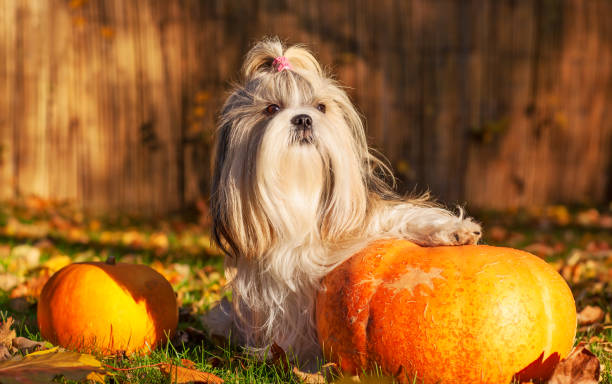istock Shih tzu dog 693467756