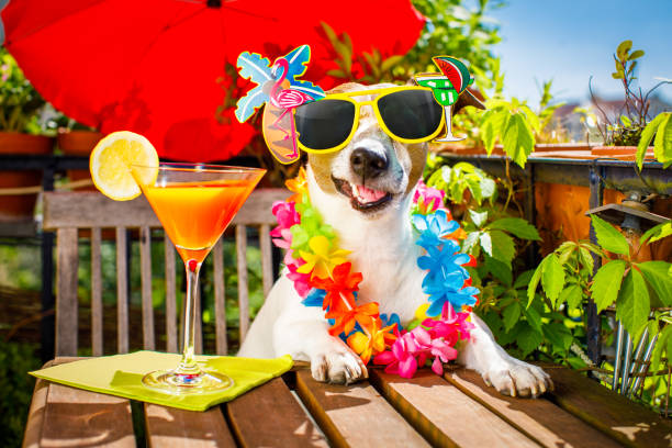 istock cocktail drink dog summer holiday vacation on balcony 693468182