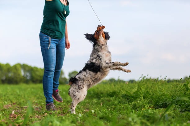 istock woman plays with Brittany dog with a flirt tool 693468800