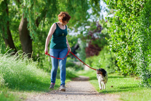 istock woman walks with Brittany dog on a footpath 693468826