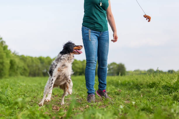 istock woman plays with Brittany dog with a flirt tool 693468850