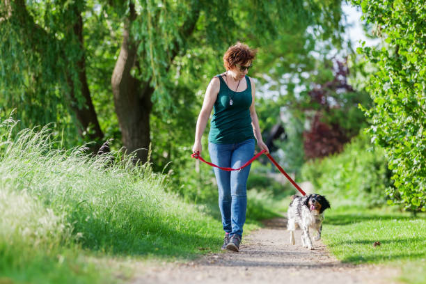 istock woman walks with Brittany dog on a footpath 693468870