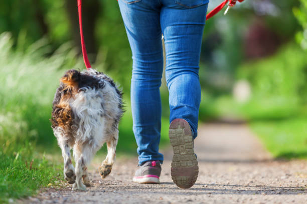 istock woman walks with Brittany dog on a footpath 693468874