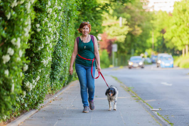 istock woman walks with a Brittany dog at the leash 693468896