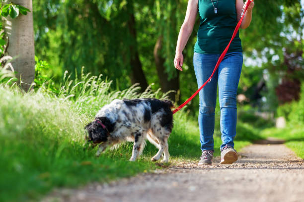 istock woman walks with Brittany dog on a footpath 693468914