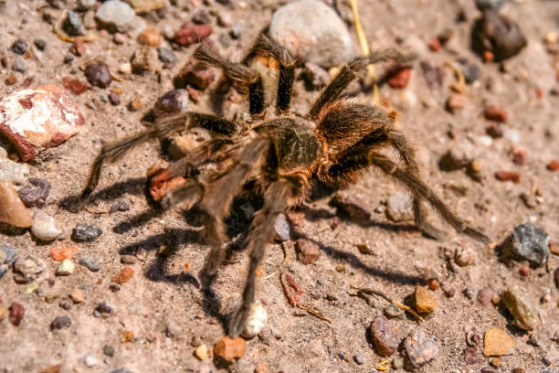 istock Hairy Patagonian Spider 693469022