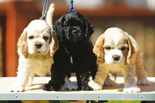 istock Three American Cocker Spaniel puppies posing together at sunny weather 693471774