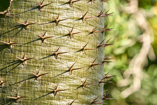 Pachypodium lamerei thorns in macro shot, Madagascar palm tree in Reunion Island garden.