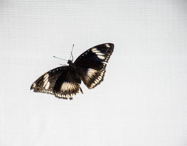 istock Black and yellow butterfly rests on white background. 693475292