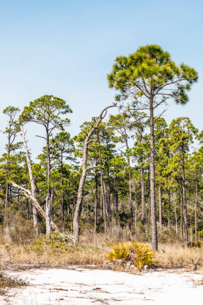 istock Gulf coast nature - Baldwin, Alabama. 693481204