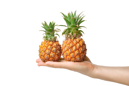 Baby pineapple in the human male hand, isolated on white background.