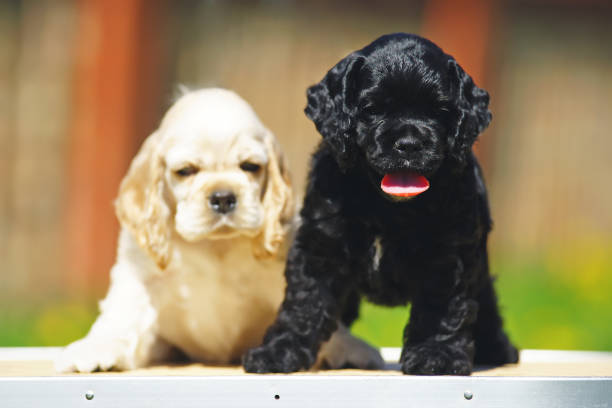 istock Two American Cocker Spaniel puppies posing together at sunny weather 693483700