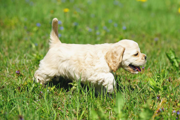 istock White and red American Cocker Spaniel puppy walking outdoors on a green grass 693486312