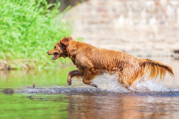 istock young golden retriever runs in a river 693487034