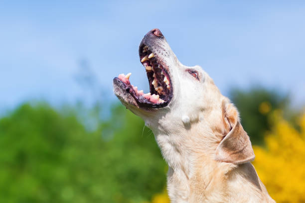 istock labrador retriever snatches for a treat 693487048