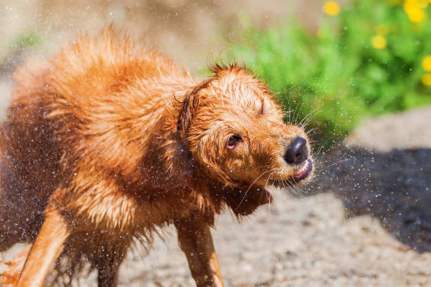 istock golden retriever shaking wet fur 693487066