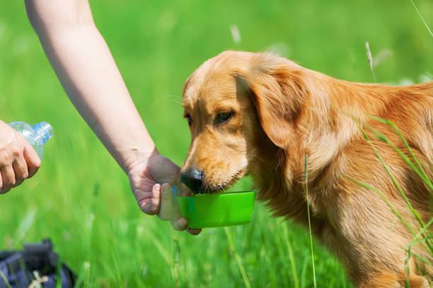istock young golden retriever gets water to drink 693487176