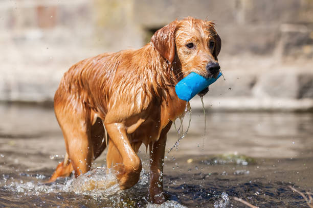 istock young golden retriever walks in a river 693487214