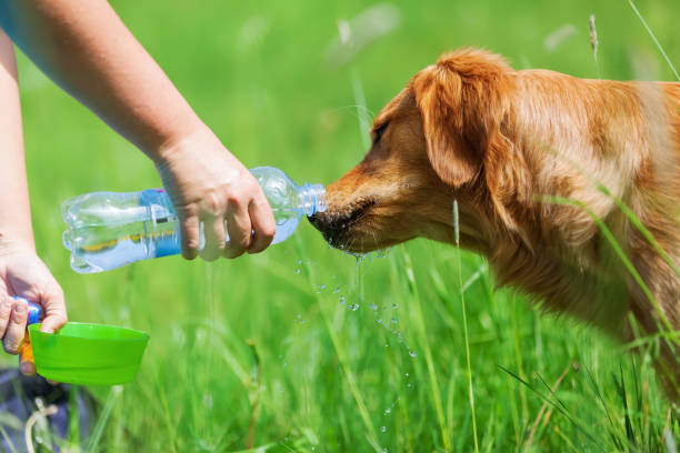 istock young golden retriever gets water to drink 693487222