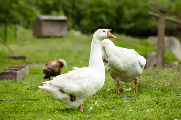 istock White goose stands on one leg on a green grass. 693489982