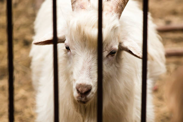istock White goat in a cage in front vertical lattice close. 693490060