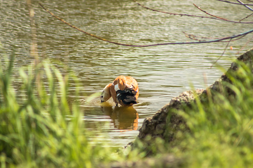 The duck drinks water from the pond