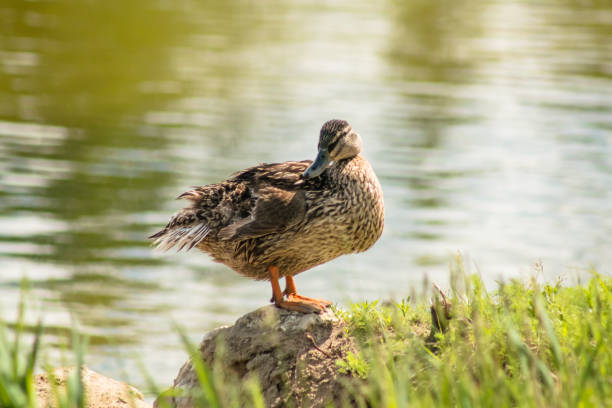 pato con las alas recortadas sentado sobre una roca en la orilla de un estanque. - clipped wings fotografías e imágenes de stock