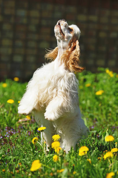istock White and red American Cocker Spaniel dog staying on its back legs on a green grass with yellow dandelions 693492658
