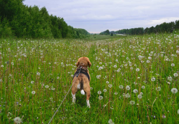 Dog Beagle on a walk in summer field with white dandelions