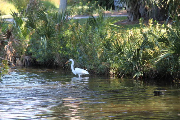 Egret Bird Egret bird in water. kiawah island stock pictures, royalty-free photos & images