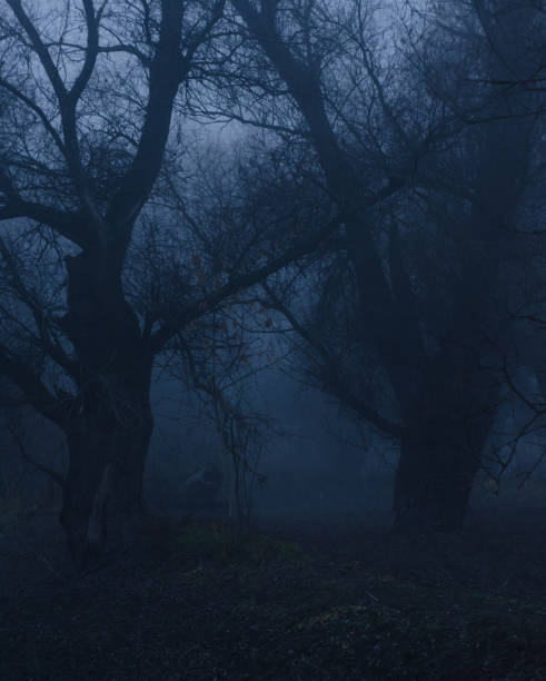 Dark autumn landscape showing trees in the deep forest on misty day.
