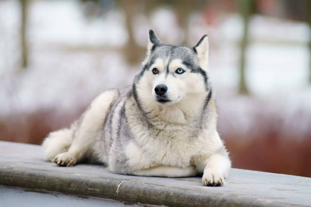 istock Grey Siberian Husky dog with different eyes lying outdoors and posing in winter 693501852