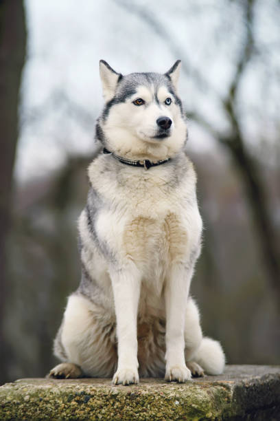 istock Grey Siberian Husky dog with different eyes posing on an old stone wall in winter 693501916