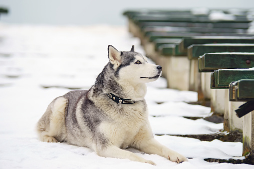 Grey Siberian Husky dog lying outdoors on a snowy stairs in winter