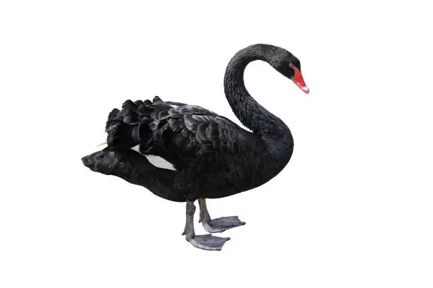 Photo of black swan