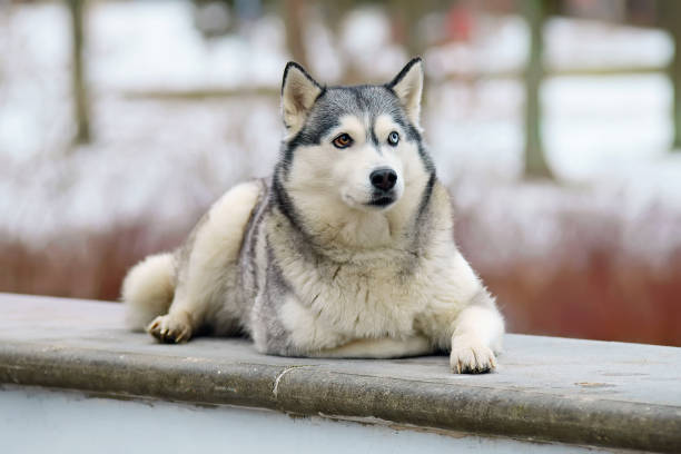 istock Grey Siberian Husky dog with different eyes lying outdoors and posing in winter 693504840