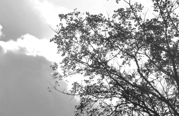 istock he big tree with the full leaf and the shading with the sky 693504856