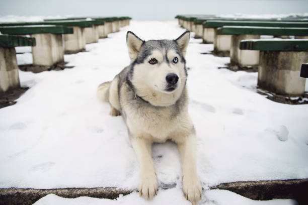 Grey Siberian Husky dog with different eyes lying outdoors on a snow