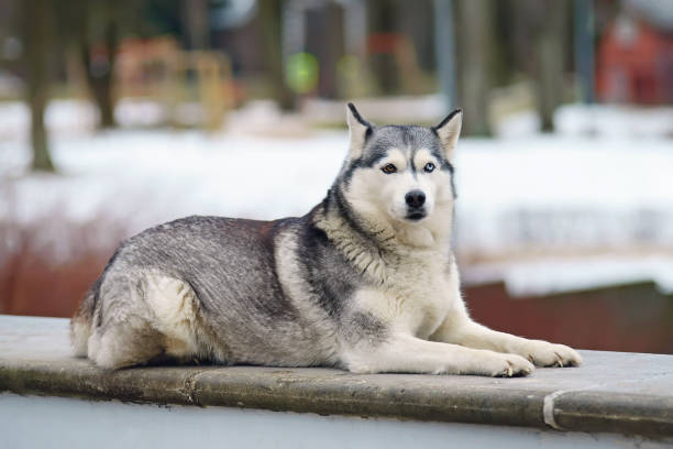 istock Grey Siberian Husky dog with different eyes lying outdoors and posing in winter 693509812