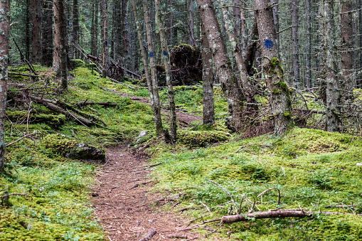 An overgrown track through densely growing fir forest to Gstoder near Seetal Krakau, Styria, Austria