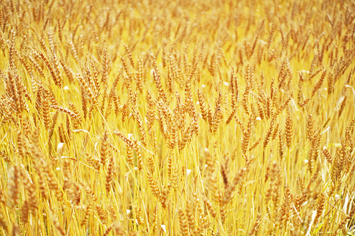 wheat field\n