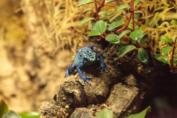istock Blue poison dart frog Dendrobates tinctorius azureus 693520016